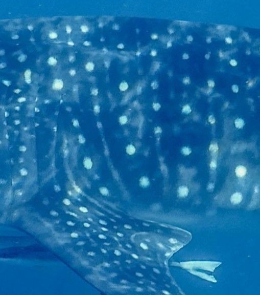 c01c92a2-591a-4f61-8a47-e170fd5782a4