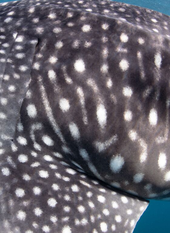 d67cf0eb-9903-4fee-8800-dabea616c3ee