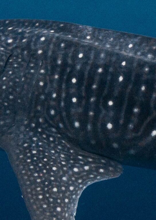 72c1a82a-1a62-432c-825b-623fc093a762