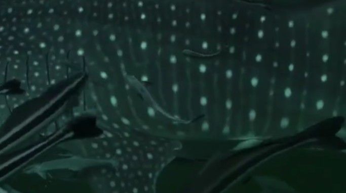 815882d2-8ada-42c2-b036-53d63aa1a9f8