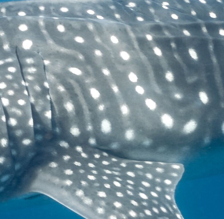 4c487ea2-99ac-4eb2-b1b3-5544460f1043