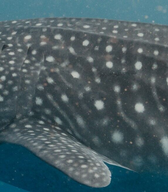 92cedd82-350d-46d0-90f6-a84156cb15a2