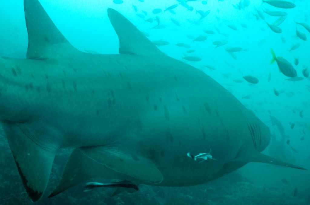 181875bf-9ee4-4bbe-8acf-8e469fb1e662