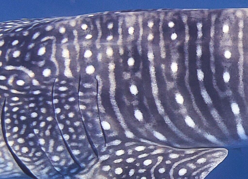 d1385dbf-116a-433d-8e4d-ab50a0a844b2