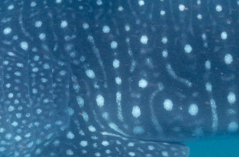 44ca8a10-3491-48be-9c70-e95d24a28527