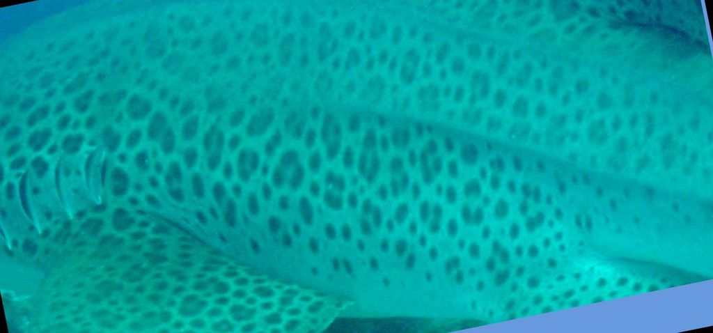 3e181a79-0951-43dc-bc76-26789fc290bb