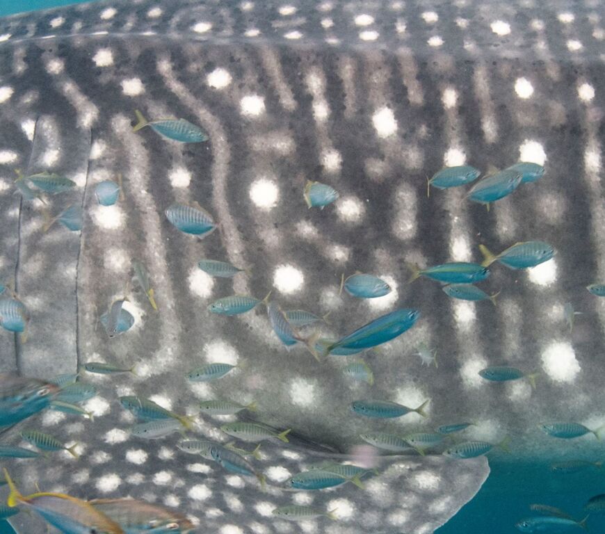 2c966e2b-fa85-4c14-b0b4-d8b3b5438520