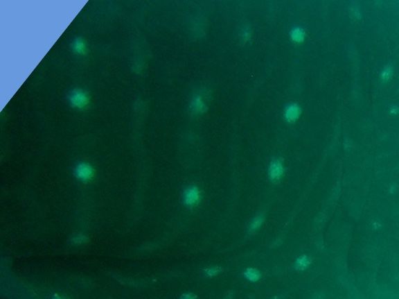 e94a49ad-a7c6-4363-b2cd-7de324ad1b6e