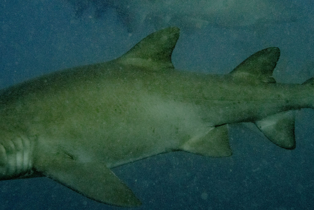 1d4d5b9f-a244-4ecd-baec-92cc2655a616