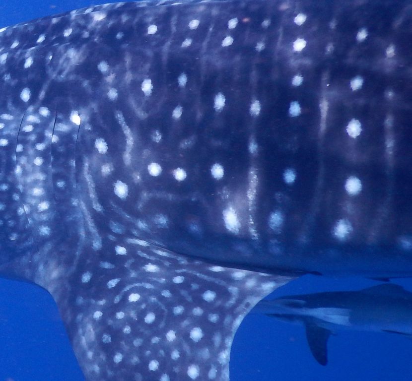 4a326c2b-0373-41a0-94c9-72b1ab81f2b5