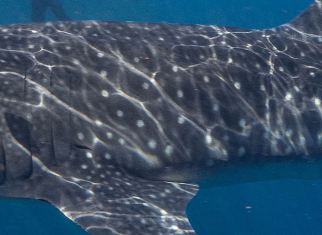 944daff9-246e-4150-919d-72b2920a25b8