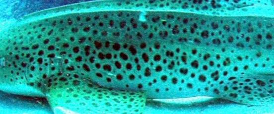 24636ed7-119c-4788-8cd7-830ce6d6d5b3