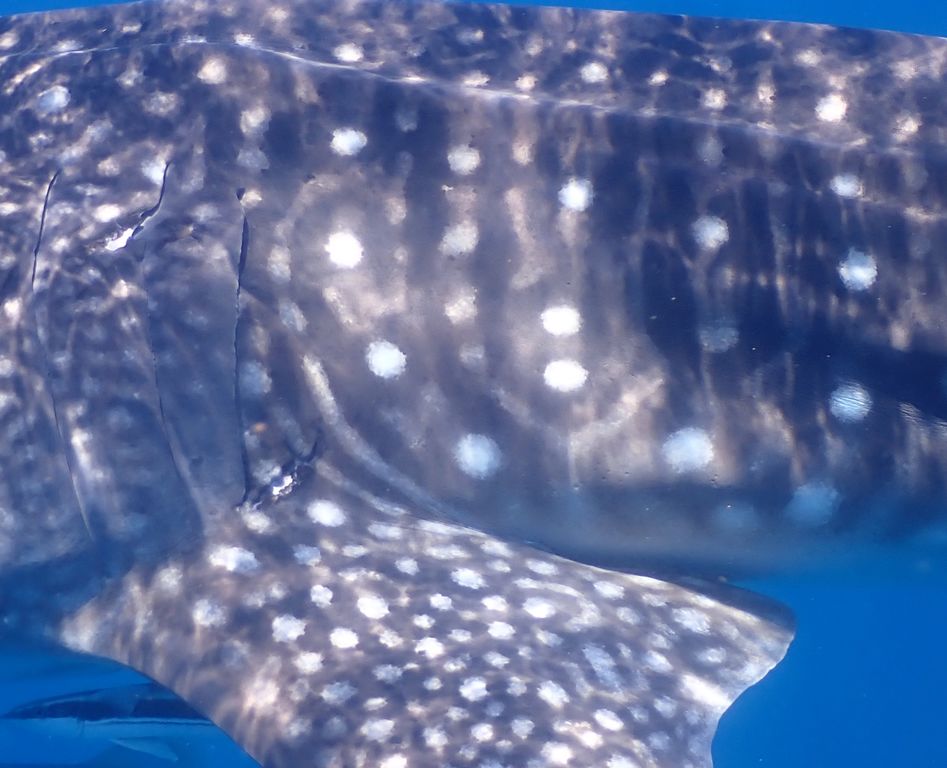 c9a86eaa-3582-4a6d-acdf-e04ecf62fcca