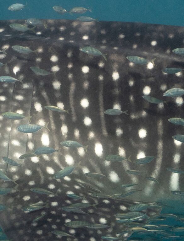 1741e20e-d965-4b0e-9c61-66d6b96e5dce