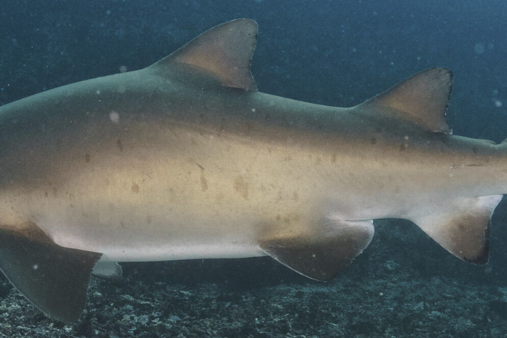 ac129150-b650-4db0-80e2-7dd58f2784aa