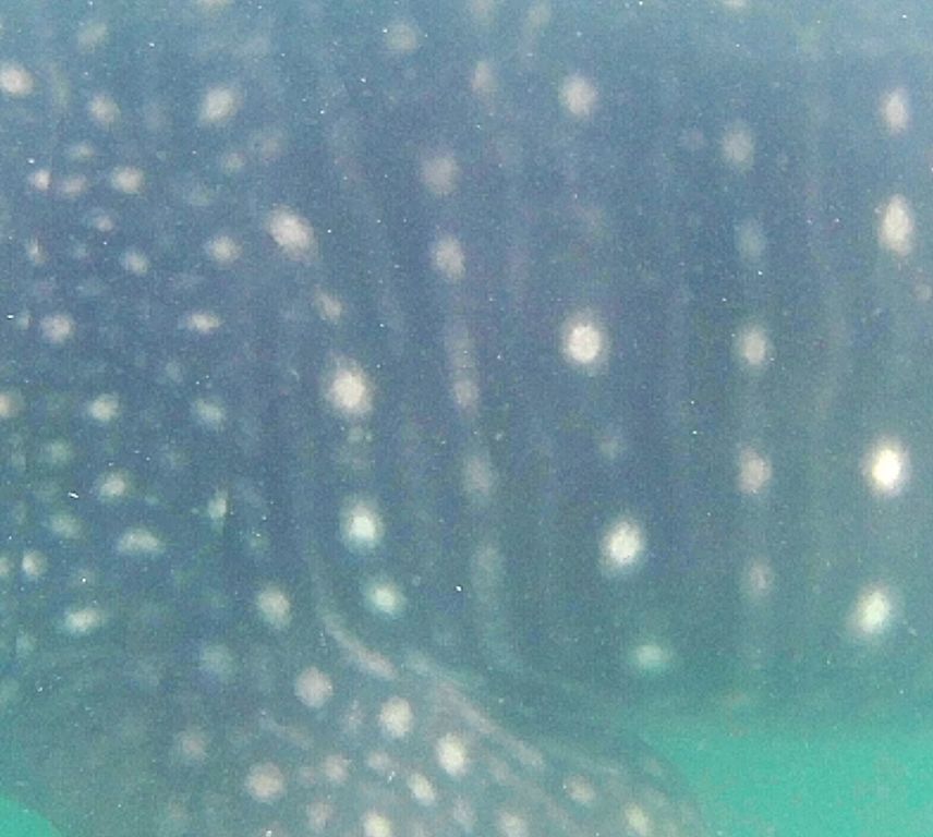 4371a992-762d-44f6-8bea-ec7ce825b4d8