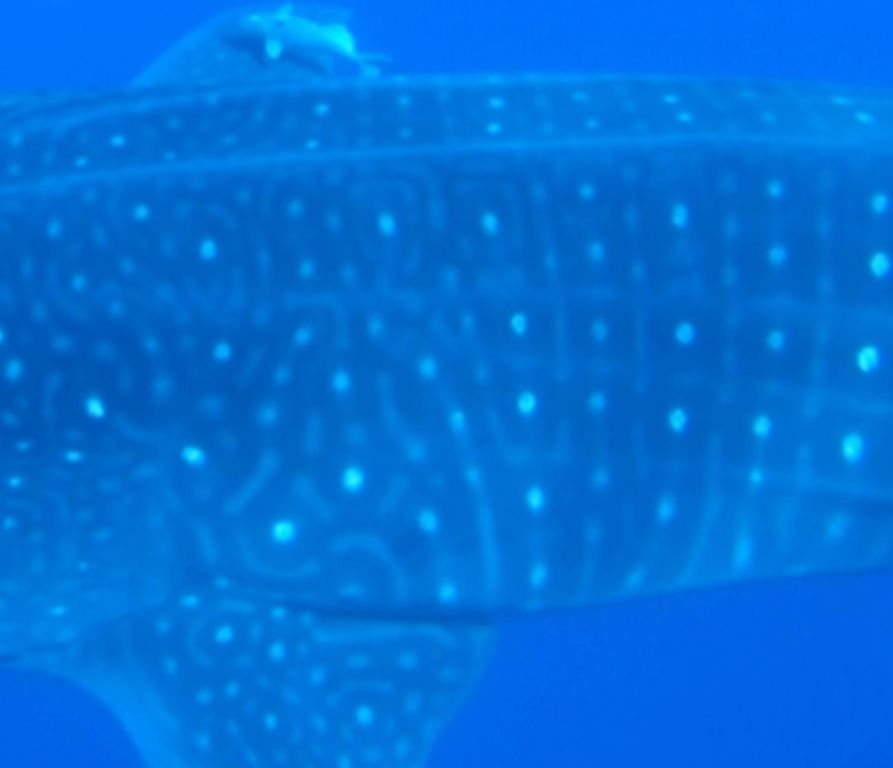 86160d79-c739-4877-8568-79f7781bba18