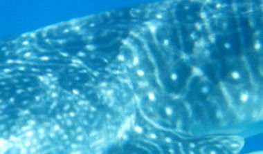 5c4d50ad-2ce5-4cc8-b5d5-0a1aa9127168