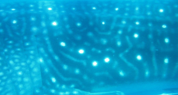 c68cad80-fe81-4965-8223-e7c242f6e5eb