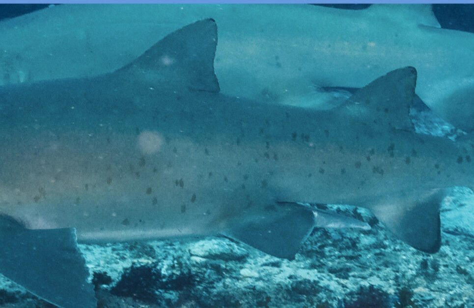 07f1aff0-81ed-43ef-aedb-54e55537530c