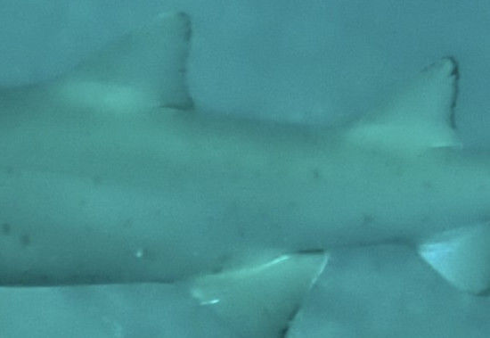 7d63de82-7395-4172-9528-9ee54961821a