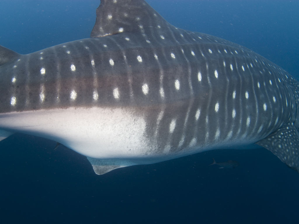 275172f1-0e12-485d-b429-40b203a5e8f7