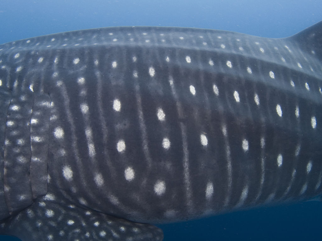 275172f1-0e12-485d-b429-40b203a5e8f7