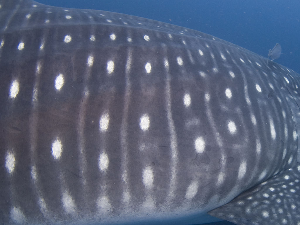 275172f1-0e12-485d-b429-40b203a5e8f7