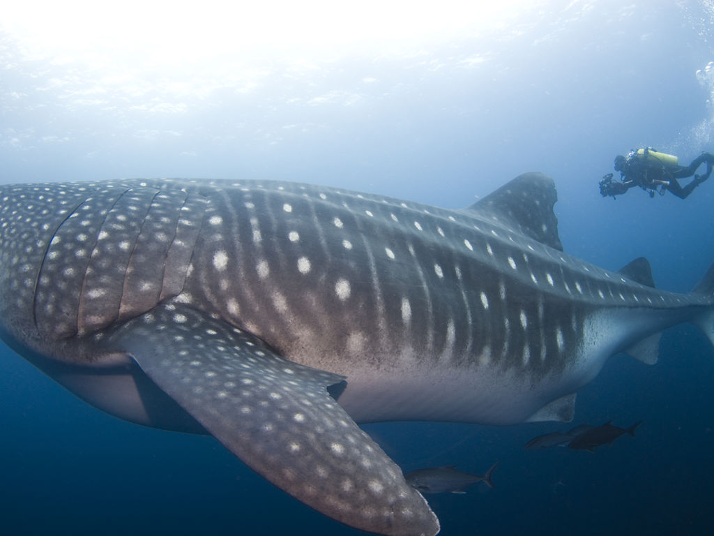 275172f1-0e12-485d-b429-40b203a5e8f7