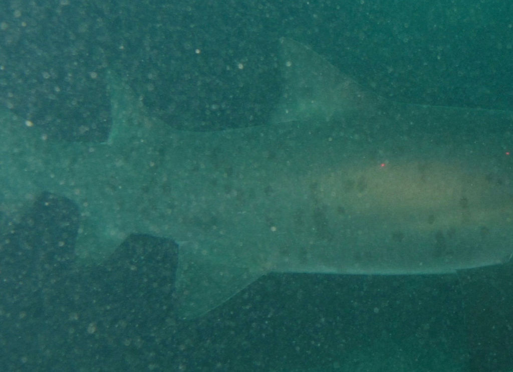 10061f27-8518-4c51-beb2-058a6abc8451