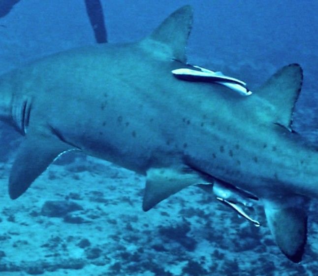 a8169be4-366c-47ee-bdbb-32c3eb1bc181