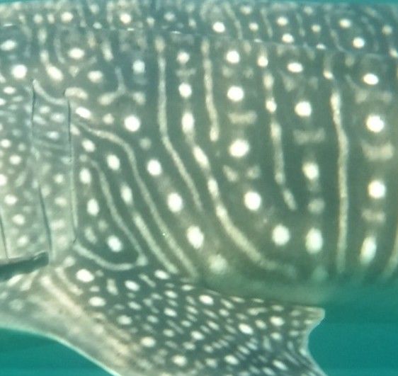 50835134-af83-496f-9ec3-9ae7100474aa