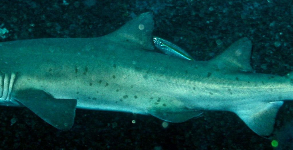 cf0f6488-d2ac-4e1e-a0c7-0d9ac6f45b01