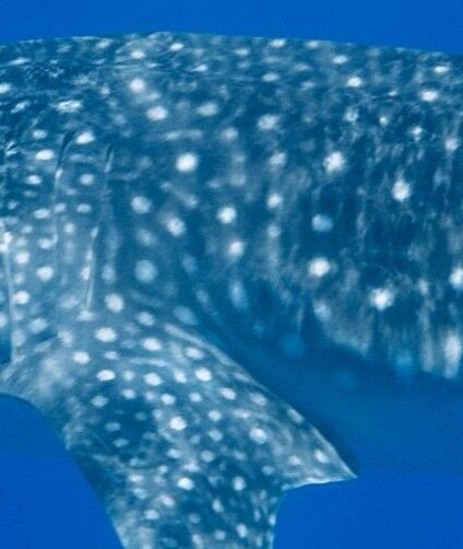 20f1a4da-1ef9-4575-b951-4f2b52ad8c96