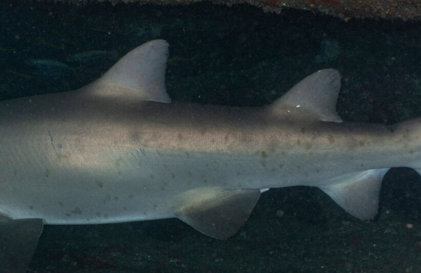 86ec19d4-209e-4bc1-a31b-3c111fea8137