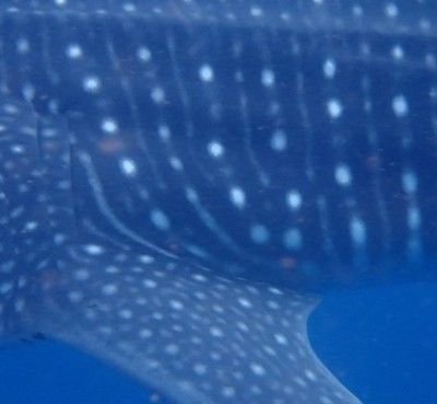 f8306f7a-8f80-4489-8da7-2639075dcc1a