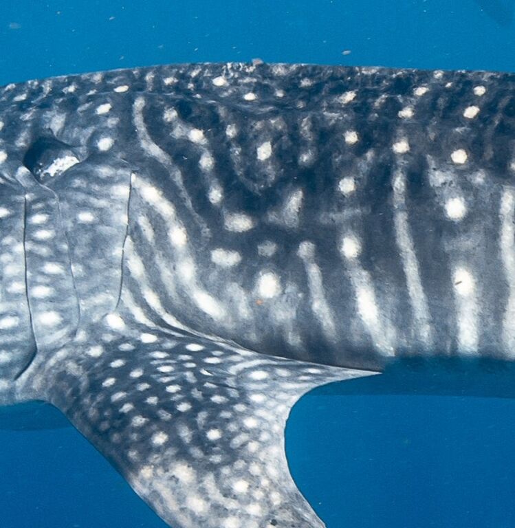 bf94e5f8-55f5-419b-b911-b09458ee1a1d