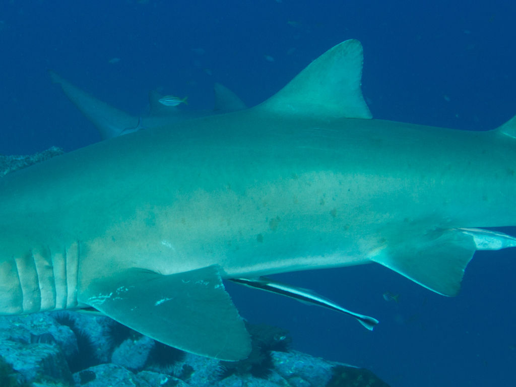 bc1b81ff-c0ae-41b0-8298-450092a2c9f2