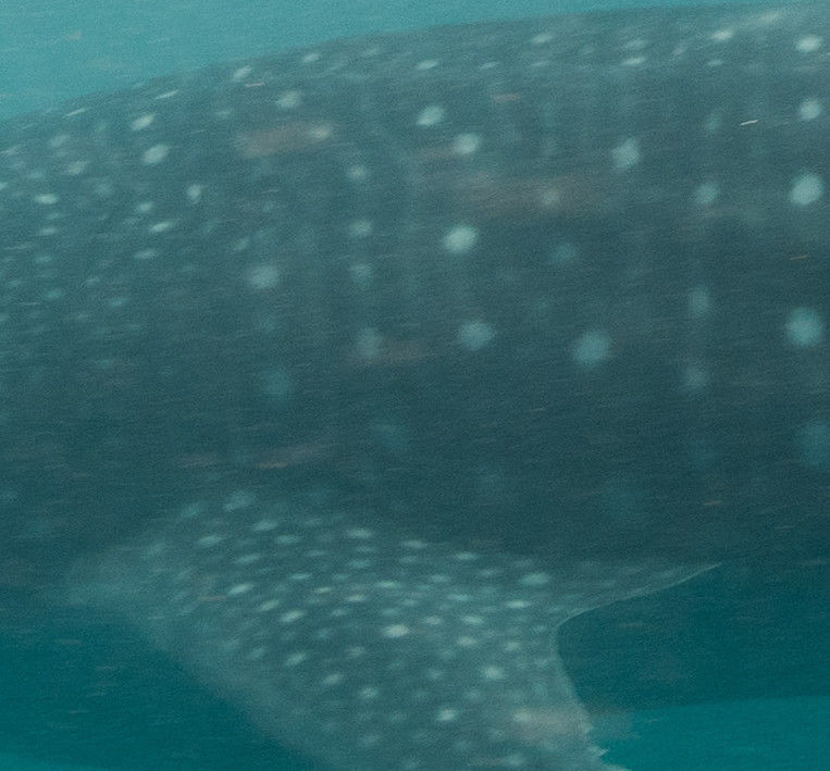 2c966e2b-fa85-4c14-b0b4-d8b3b5438520