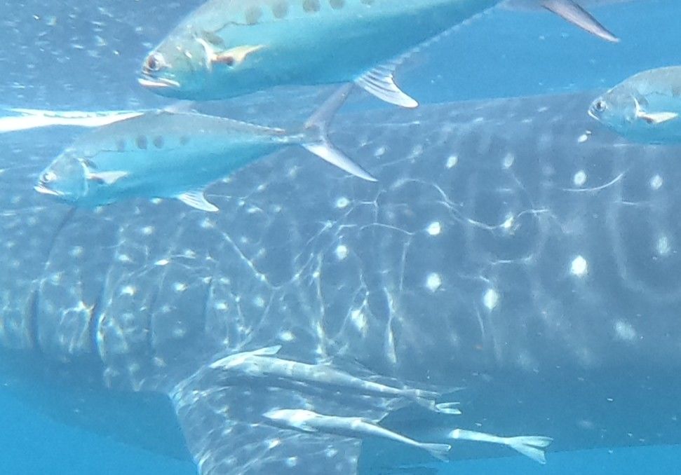 4dac0066-5384-4ec6-8693-aee05be56d88