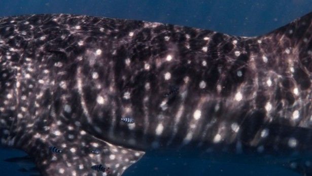 dd3336ee-4c69-4155-bdab-e6a3f1139b74