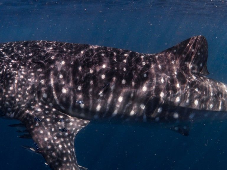 dd3336ee-4c69-4155-bdab-e6a3f1139b74