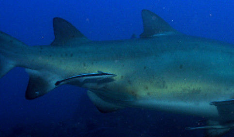 79aa622e-790e-444e-b294-8db9a0370830