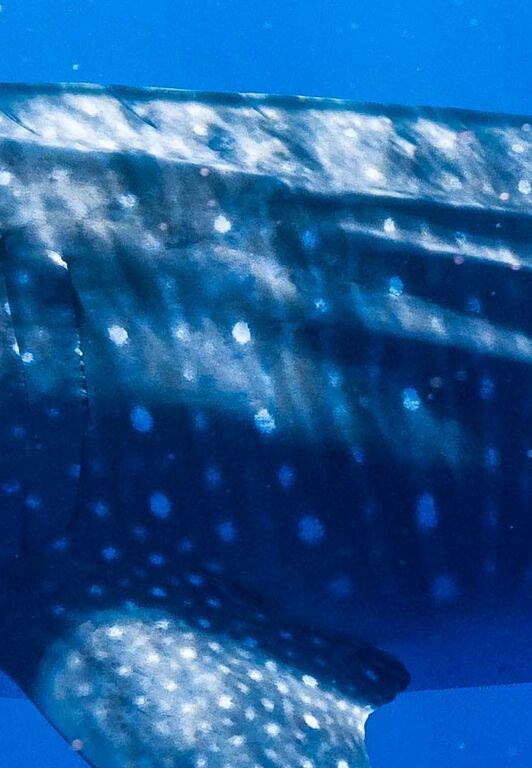 8ba4c2b9-f932-4fde-b07f-1869eadf1c28