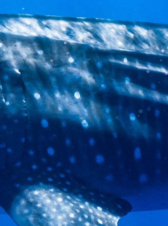 8ba4c2b9-f932-4fde-b07f-1869eadf1c28