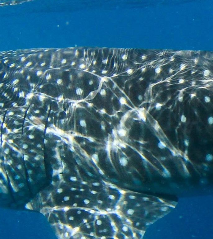 d554f77a-0f52-4a52-94c4-2624ec4436f3