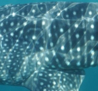 86d61707-53e0-4090-ab92-1e9d20263597