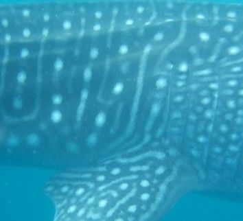 5511f09f-a6bb-4bcc-8acc-fe305288c899