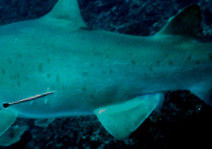 425c3bae-f392-45dc-b68f-a0537ca59ea3