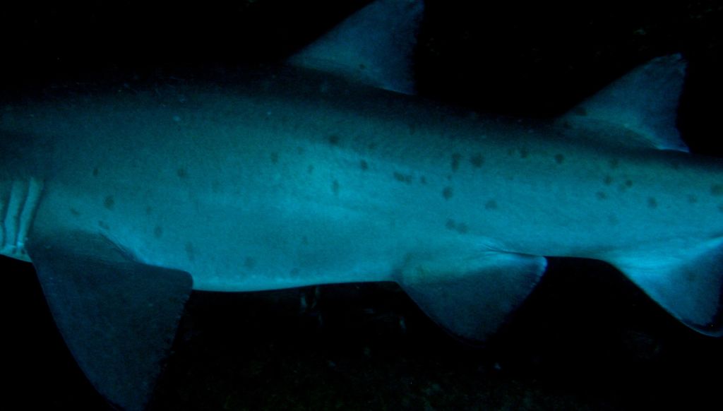 e1df262a-e096-4e45-8746-3c0bec0532e4